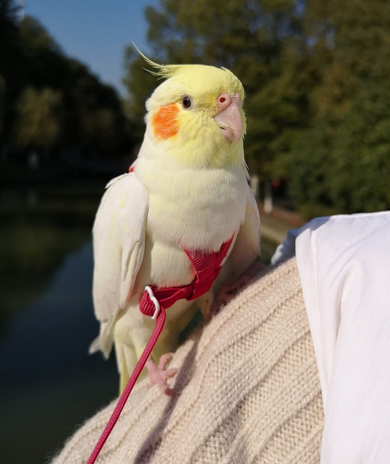 VANTRONIK Adjustable Bird Harness with 80 Inch Leash, Outdoor Flying Kit Training Rope for Bird Parrots Cockatiel S Size Weight 70-120 Grams, Burgundy Red - Image 4